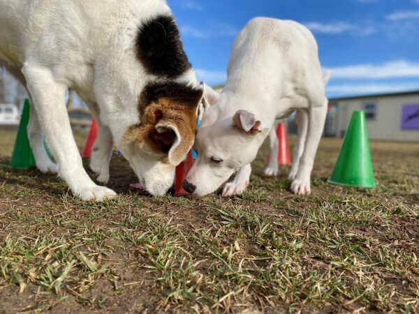 dogsbuzzcom's tweet image. 3 Easy Dog Enrichment Ideas via bit.ly/40Ci7Pr