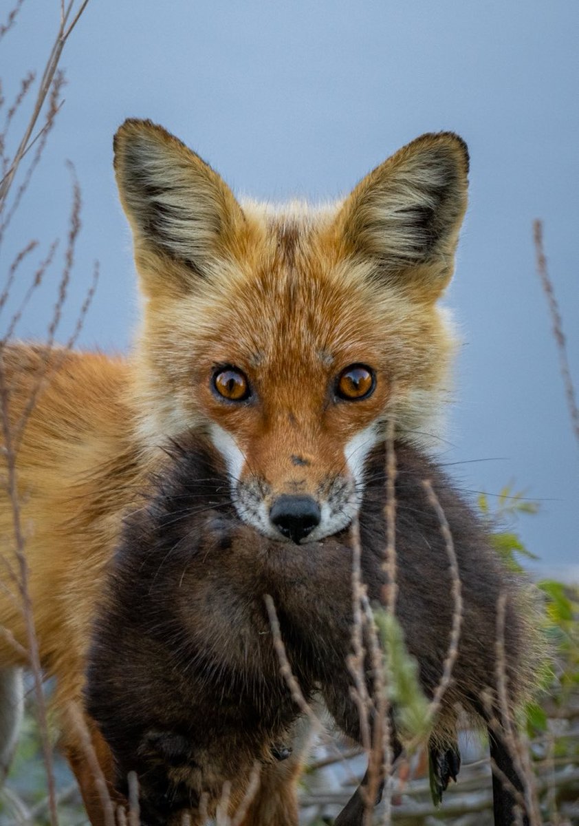 Check out this beautiful red fox seen in #tubmancountry! Foxes play an important role in the environment by helping to control populations of their prey animals, such as rodents and rabbits.
Photo Credit: Mike Dougherty
#wildlife #nps #nationalparkservice #redfox #photography