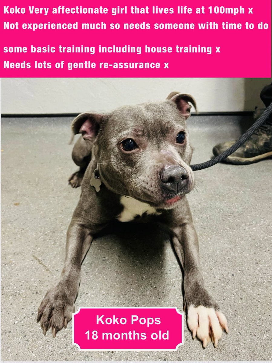 epsomcanine's tweet photo. https://t.co/uMYMLUYSM0
