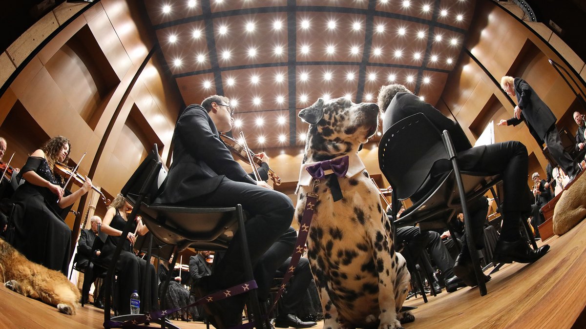 filarmonibogota's tweet photo. ¿Quieres ser parte del 1er concierto de una orquesta con perritos de difícil adopción? 🎼🐾

La @filarmonibogota se unió a la campaña #AdoptaAlQueNadieAdopta de #Laika y @DanielSamperO, descubre más detalles en el #NotiDani y no te pierdas el concierto virtual este 28 de marzo. https://t.co/Q6OiA9oASs