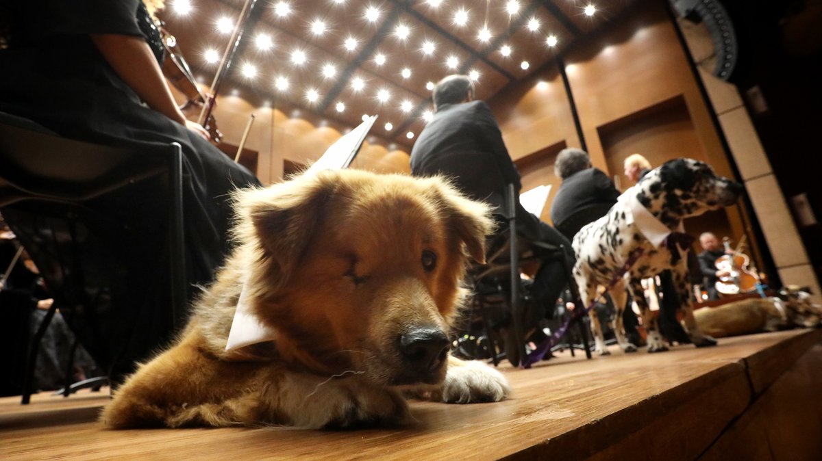 filarmonibogota's tweet photo. ¿Quieres ser parte del 1er concierto de una orquesta con perritos de difícil adopción? 🎼🐾

La @filarmonibogota se unió a la campaña #AdoptaAlQueNadieAdopta de #Laika y @DanielSamperO, descubre más detalles en el #NotiDani y no te pierdas el concierto virtual este 28 de marzo. https://t.co/Q6OiA9oASs