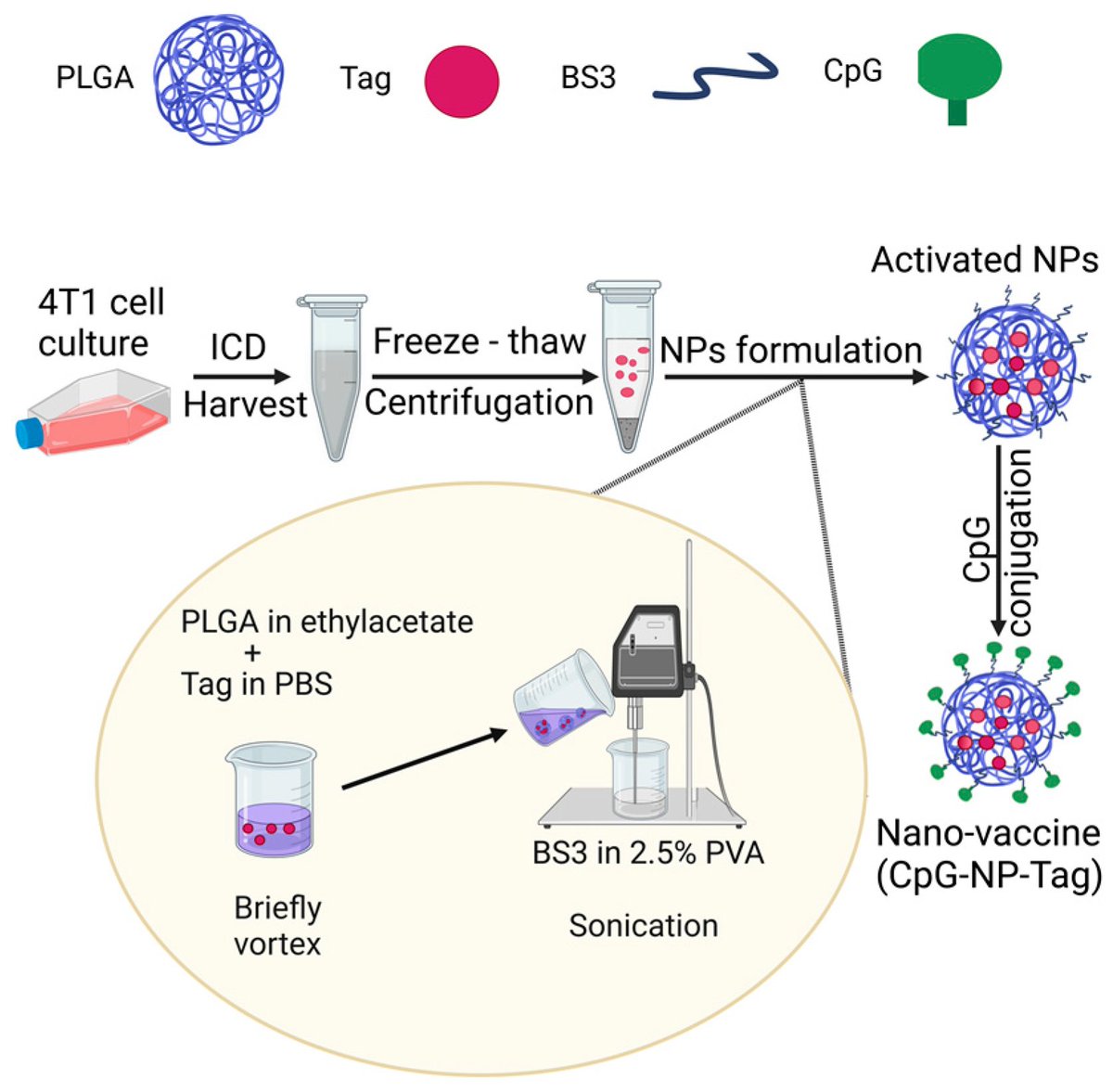 MDPIpharma's tweet photo. #mdpipharmaceutics

"Nasal #Tumor #Vaccination Protects against #Lung Tumor Development by Induction of Resident Effector and Memory Anti-Tumor Immune Responses" by Jones et al.

Full article at: https://t.co/s12MCRhwG3 https://t.co/N0Nh5fD6Bf