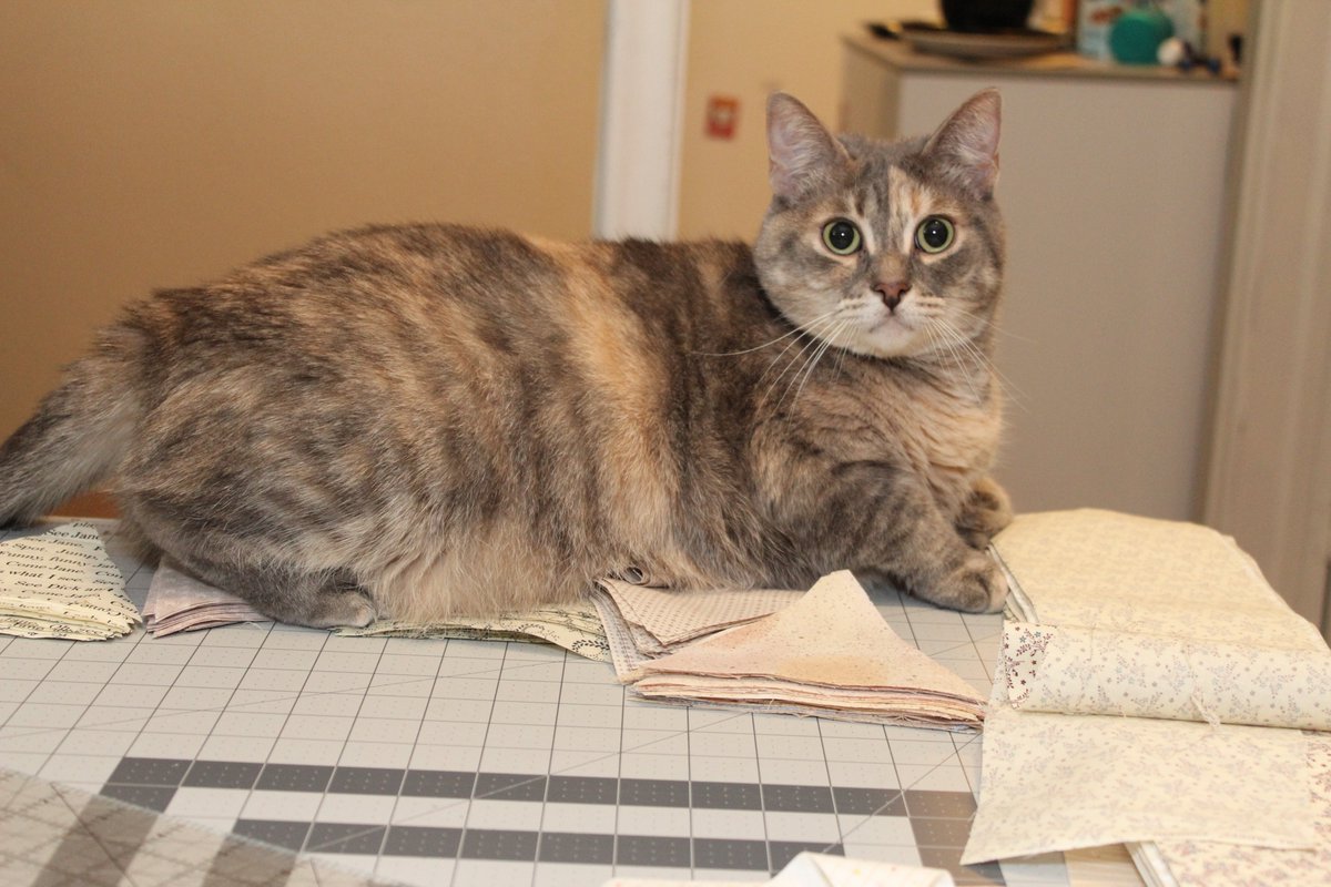 CraftcoreDIY's tweet photo. Happy Friday!  💜
#quiltingwithcats #quilting #sewing https://t.co/xeBbvOzX3s