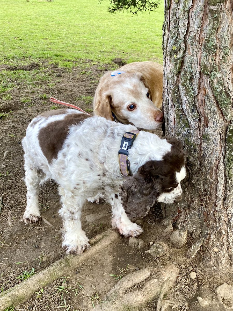 SpanielsSuper's tweet photo. Good sniffs today #AdoptDontShop #InterestingSmells https://t.co/JLLadmCrGs