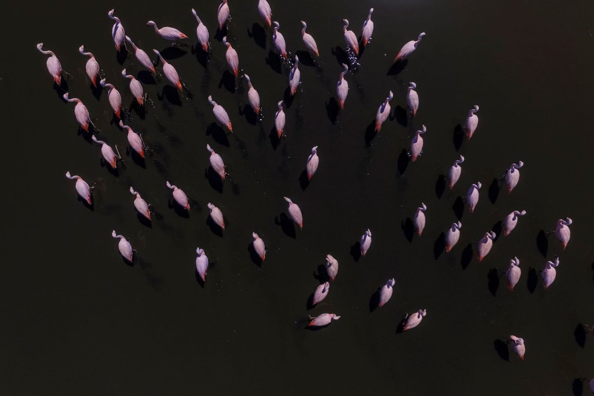 ¡Maravilloso! avistan más de 800 polluelos de flamencos altoandinos dlvr.it/SlQKG8