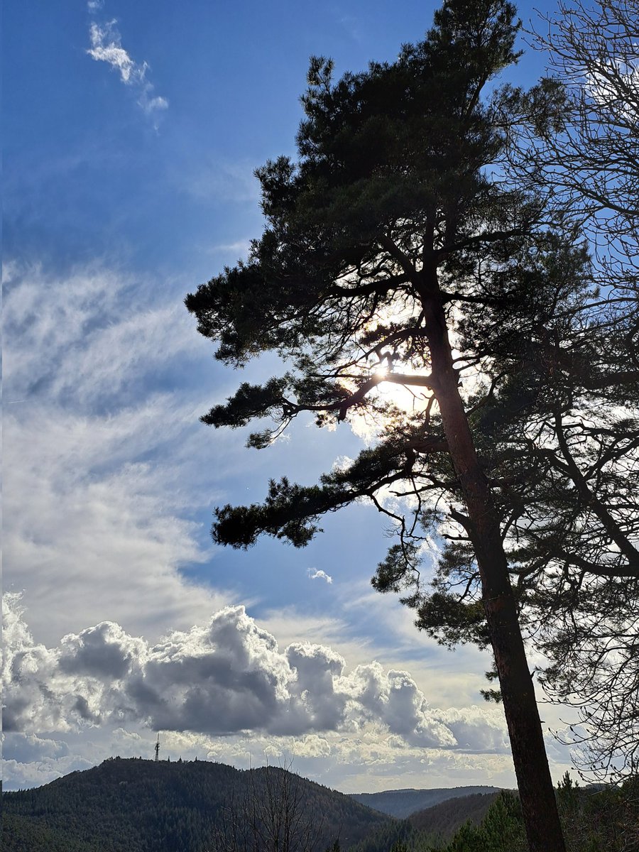 AtlanticLover65's tweet photo. Friday afternoon walk #Pfälzerwald #MyPeakChallenge #GermanPeakers #WalkingPeakers https://t.co/ROYTfB9uM6