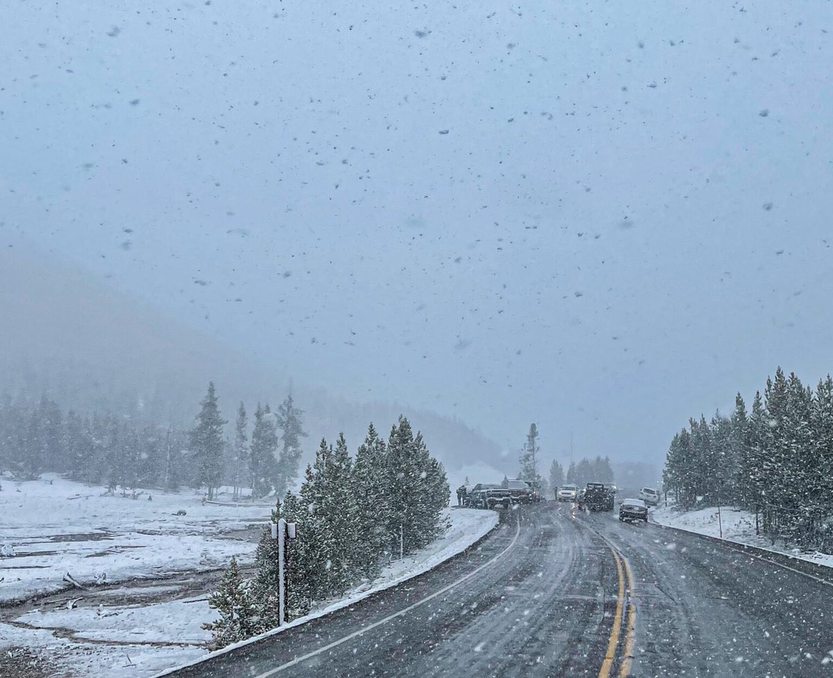 _out_door_'s tweet photo. It’s another round of Find the Animal Friday! 

This week, we look back at a grizzly bear sighting during a spring snowstorm in Yellowstone National Park. 

Follow the link for the story and another angle of the picture! 
https://t.co/R3BiTi7RgS https://t.co/BCTmgrVU0w