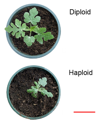 Widiez Thomas 🌽 (@thomaswidiez) on Twitter photo 🍉🍉🍉New in planta (seed-based) haploid induction system in cucurbit crops (watermelon) 🍉🍉🍉
<a href="/PlantBiotechJ/">Plant Biotechnology Journal</a>
▶️Production of double haploid watermelon via maternal haploid induction
📖onlinelibrary.wiley.com/doi/10.1111/pb… 🍉🍉🍉New in planta (seed-based) haploid induction system in cucurbit crops (watermelon) 🍉🍉🍉
<a href="/PlantBiotechJ/">Plant Biotechnology Journal</a>
▶️Production of double haploid watermelon via maternal haploid induction
📖onlinelibrary.wiley.com/doi/10.1111/pb…