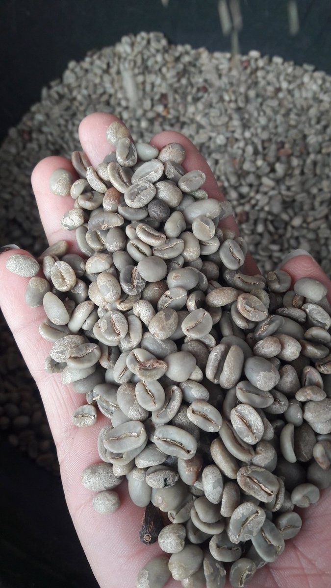konadicoffee's tweet photo. #FULLWASH
WA 0813 6219 5800.

#KONADICOFFEE
#kopi #ArabikaGayo #SemiWash #peaberry #Honey #Luwakcoffee #kopigayo #Natural #KopiLuwak #LuwakLiar #KopiLuwakLiar https://t.co/XX9wiYEt78