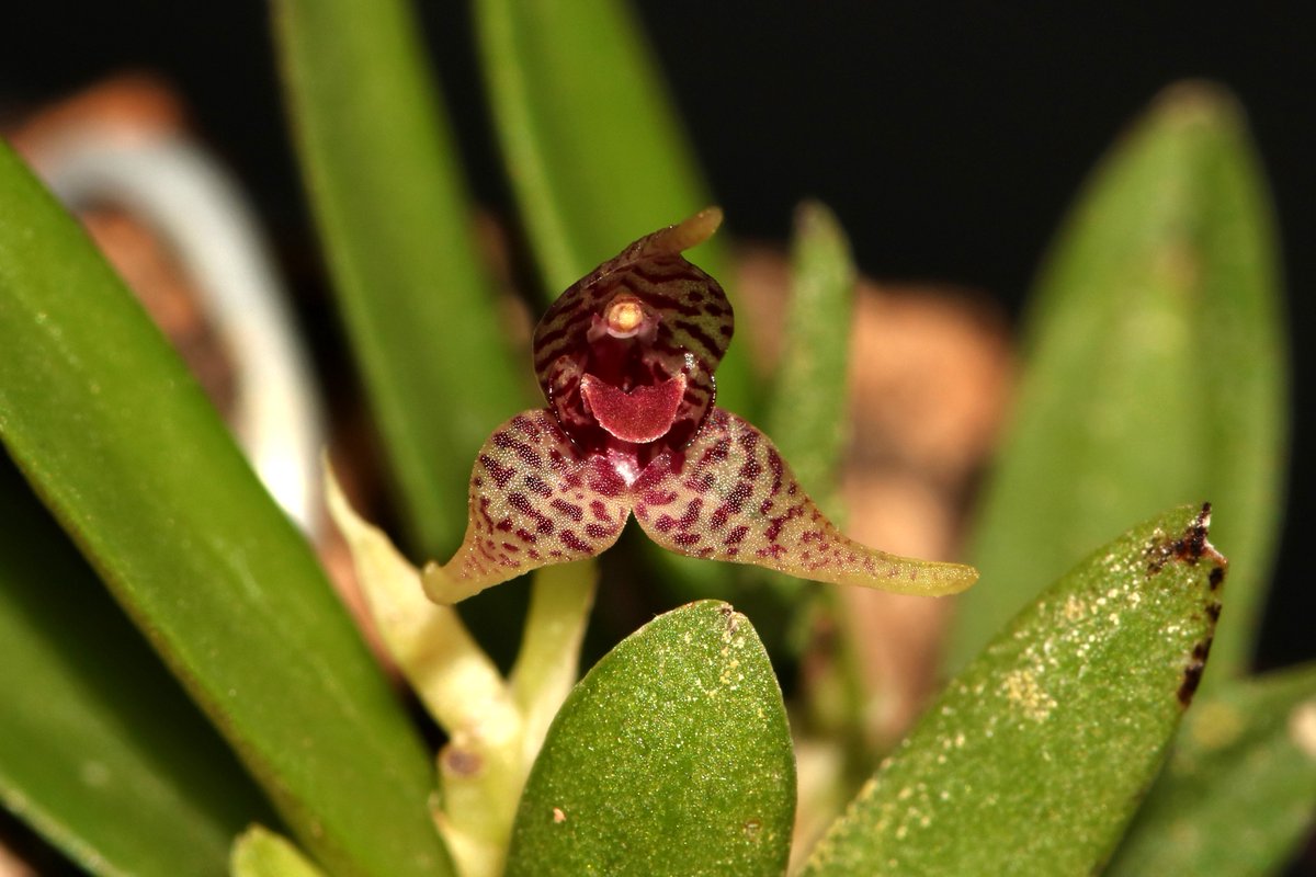 TommyBajza's tweet photo. #Dryadella #clavellata #MINIATURE #ORCHID
#miniature
#miniatureorchid
#miniatureorchids
#miniatureorchidsofinstagram
#orchid
#orchids
#orchidlove
#orchidlover
#microorchid
#microorchids
#miniorchid
#miniorchids
#smallorchid
#smallorchid
#tarzanegroup https://t.co/qwO8Km5ol7