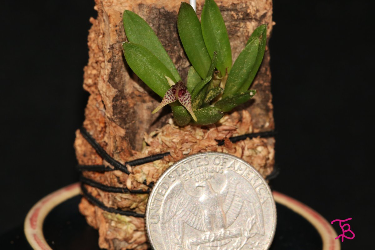 TommyBajza's tweet photo. #Dryadella #clavellata #MINIATURE #ORCHID
#miniature
#miniatureorchid
#miniatureorchids
#miniatureorchidsofinstagram
#orchid
#orchids
#orchidlove
#orchidlover
#microorchid
#microorchids
#miniorchid
#miniorchids
#smallorchid
#smallorchid
#tarzanegroup https://t.co/qwO8Km5ol7