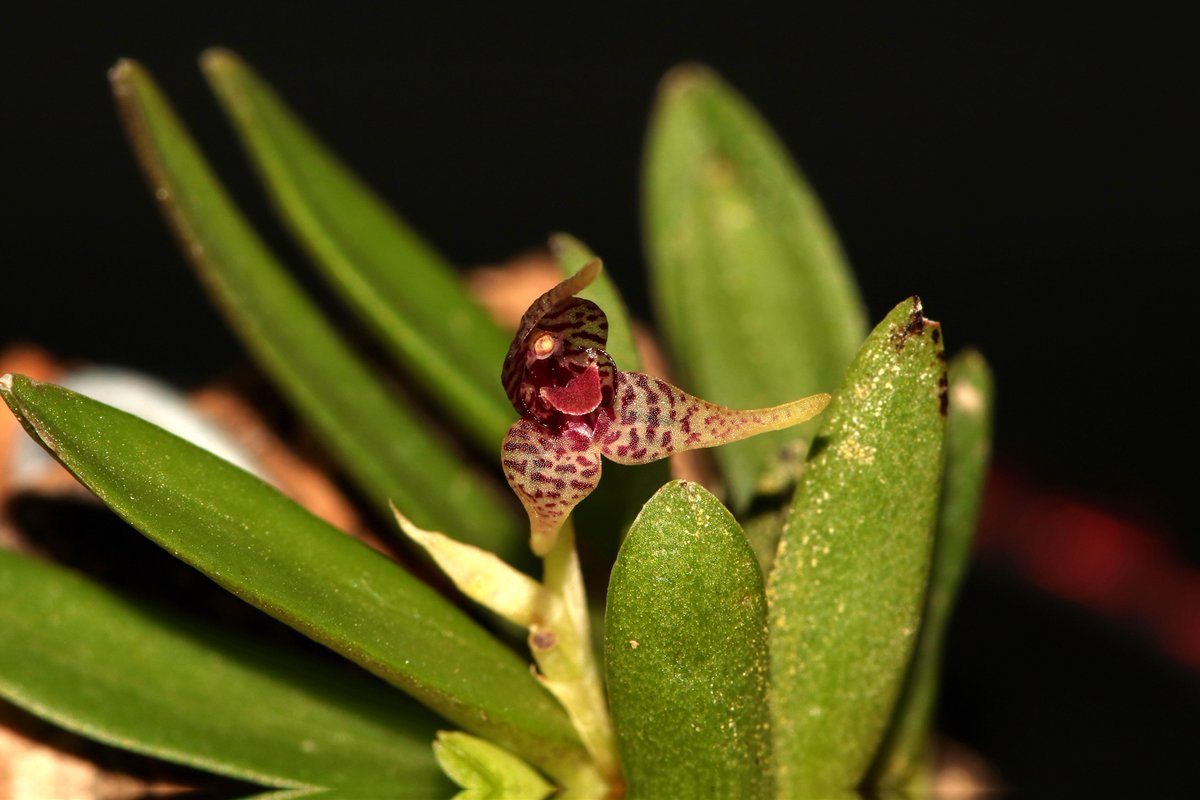 TommyBajza's tweet photo. #Dryadella #clavellata #MINIATURE #ORCHID
#miniature
#miniatureorchid
#miniatureorchids
#miniatureorchidsofinstagram
#orchid
#orchids
#orchidlove
#orchidlover
#microorchid
#microorchids
#miniorchid
#miniorchids
#smallorchid
#smallorchid
#tarzanegroup https://t.co/qwO8Km5ol7