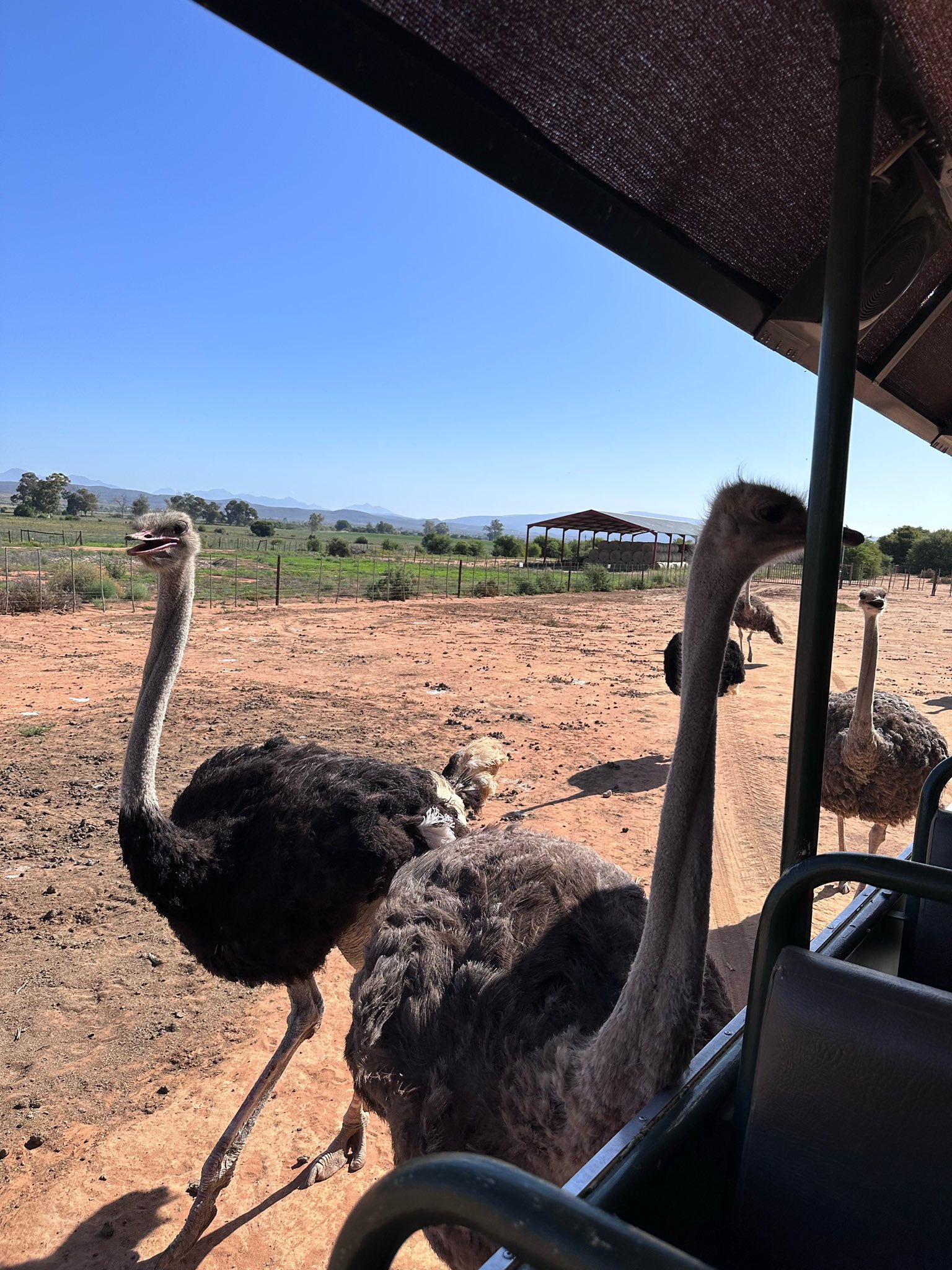 Safari Ostrich Farm