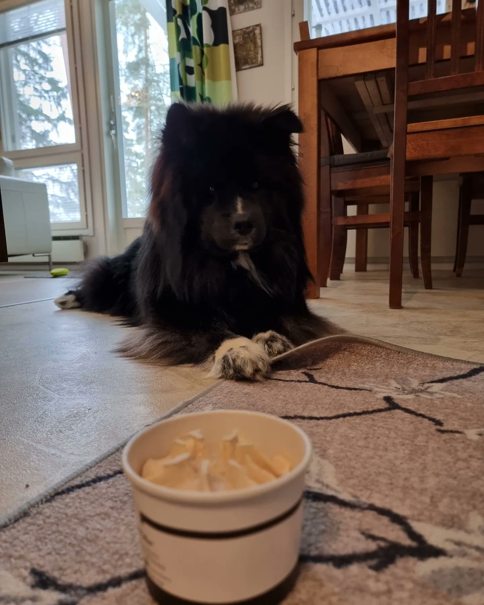 petrira's tweet photo. Paljon onnea 1-vuotiaalle 🌹 ♥️ Päivänsankari sai kakun asemasta syntymäpäiväjäätelön 🍦 🎂 Hyvin maistui lohijäätelö Elmolle 🤣
#elmo #suomenlapinkoira #finnishlapphund #koira #dog #pentu #puppy #syntymäpäivä #birthday #oneyearold #jäätelö #icecream #koiranjäätelö #dogsicecream https://t.co/DNikylFrDT