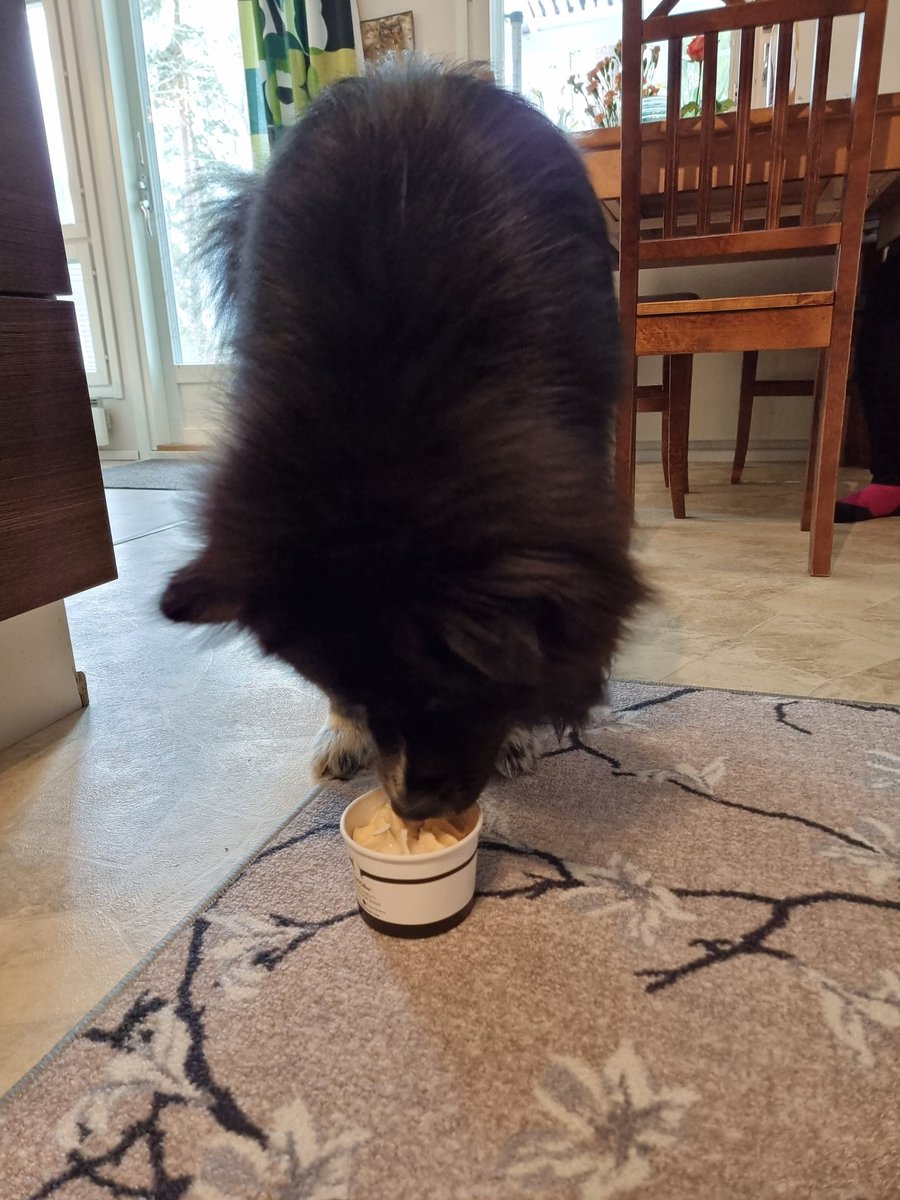 petrira's tweet photo. Paljon onnea 1-vuotiaalle 🌹 ♥️ Päivänsankari sai kakun asemasta syntymäpäiväjäätelön 🍦 🎂 Hyvin maistui lohijäätelö Elmolle 🤣
#elmo #suomenlapinkoira #finnishlapphund #koira #dog #pentu #puppy #syntymäpäivä #birthday #oneyearold #jäätelö #icecream #koiranjäätelö #dogsicecream https://t.co/DNikylFrDT
