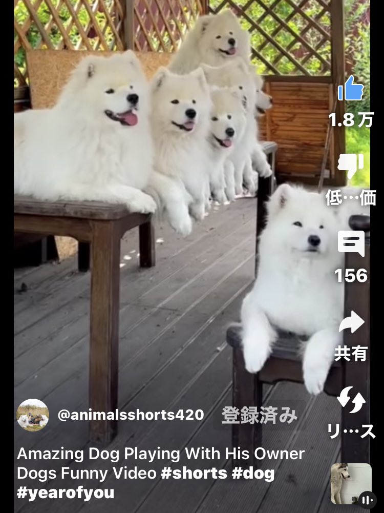 Fgn5iU's tweet image. Amazing Dog Playing With His Owner Dogs Funny Video #shorts #dog #yearofyou youtube.com/shorts/n8-OJ4k… @YouTubeより
