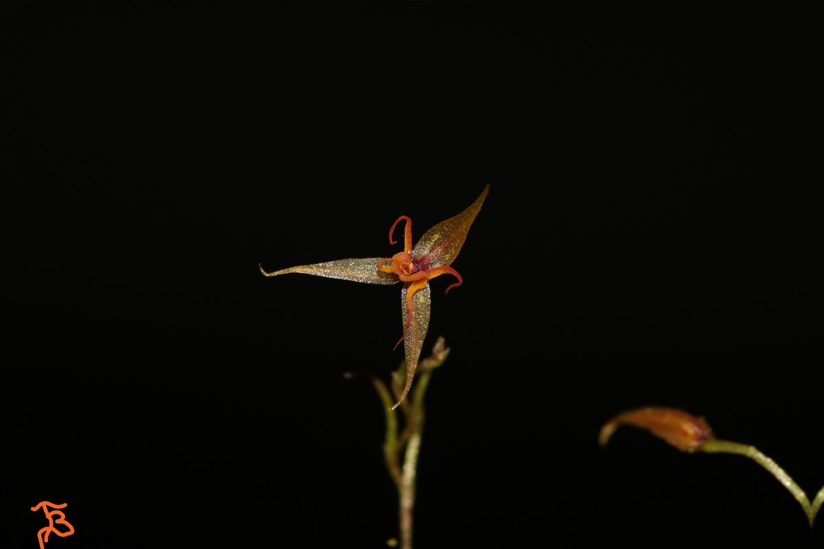 TommyBajza's tweet photo. #Lepanthes #hybrid #MINIATURE #ORCHID
#FILAMENTOSA #BARBELIFERA #CROSS
#miniatureorchid
#miniatureorchids
#miniatureorchidsofinstagram
#orchid
#orchids
#orchidlove
#orchidlover
#microorchid
#microorchids
#miniorchid
#miniorchids
#smallorchid
#smallorchid
#tarzanegroup https://t.co/IdOFvnHZIm
