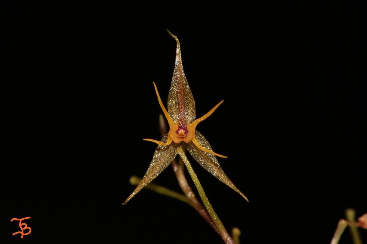TommyBajza's tweet photo. #Lepanthes #hybrid #MINIATURE #ORCHID
#FILAMENTOSA #BARBELIFERA #CROSS
#miniatureorchid
#miniatureorchids
#miniatureorchidsofinstagram
#orchid
#orchids
#orchidlove
#orchidlover
#microorchid
#microorchids
#miniorchid
#miniorchids
#smallorchid
#smallorchid
#tarzanegroup https://t.co/IdOFvnHZIm