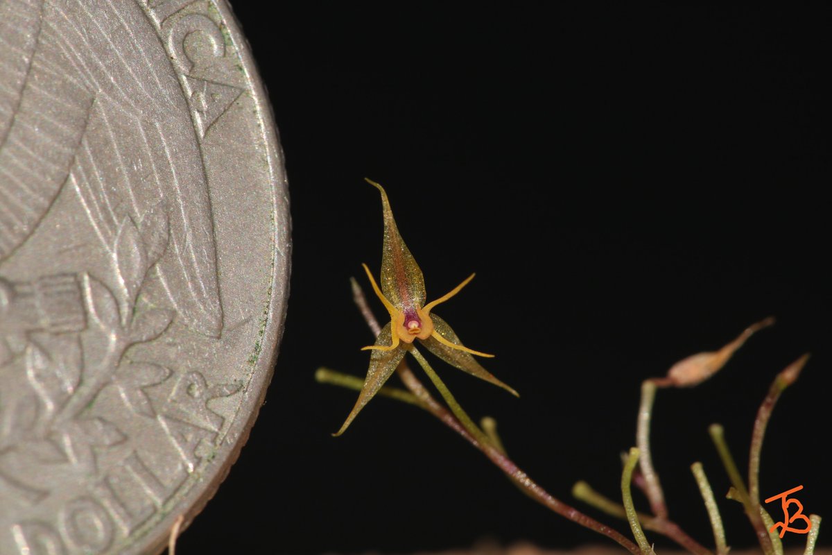 TommyBajza's tweet photo. #Lepanthes #hybrid #MINIATURE #ORCHID
#FILAMENTOSA #BARBELIFERA #CROSS
#miniatureorchid
#miniatureorchids
#miniatureorchidsofinstagram
#orchid
#orchids
#orchidlove
#orchidlover
#microorchid
#microorchids
#miniorchid
#miniorchids
#smallorchid
#smallorchid
#tarzanegroup https://t.co/IdOFvnHZIm