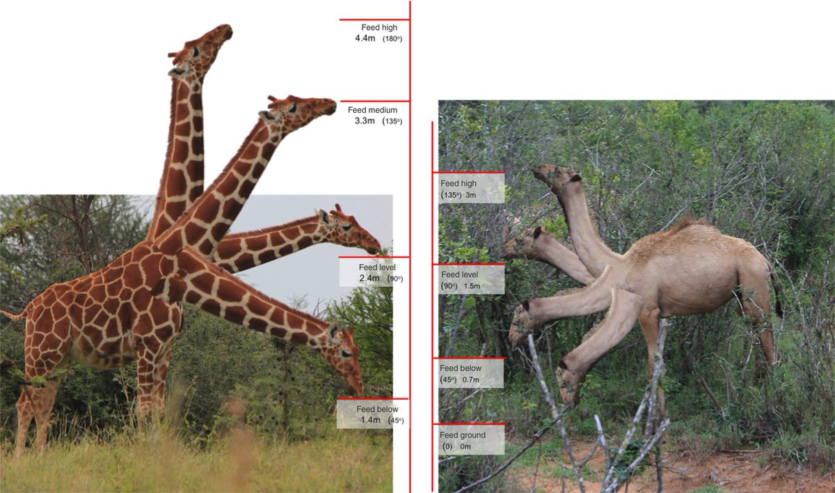 SamDuckerinRein's tweet photo. @scienceshitpost from: O'Connor, D. A., Butt, B., &amp; Foufopoulos, J. B. (2015). Foraging ecologies of giraffe (Giraffa camelopardalis reticulata) and camels (Camelus dromedarius) in northern Kenya: effects of habitat structure and possibilities for competition? https://t.co/En5TpKC6SL
