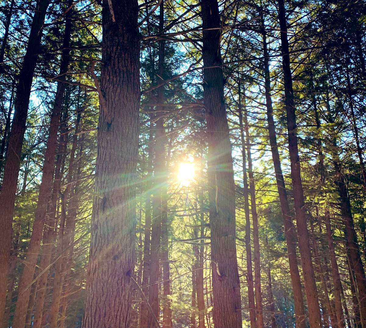Good Nature News Friday: #VT House votes to advance Biodiversity Protection Bill (H.126) a win for nature &amp; people! Stay tuned as we work to get this important policy solution for our biodiversity and #climatechange crisis to the finish line
#vtpoli #30x30 
<a href="/VNRCorg/">Vermont Natural Resources Council</a> 
<a href="/VoteGreenVT/">Vermont Conservation Voters</a>