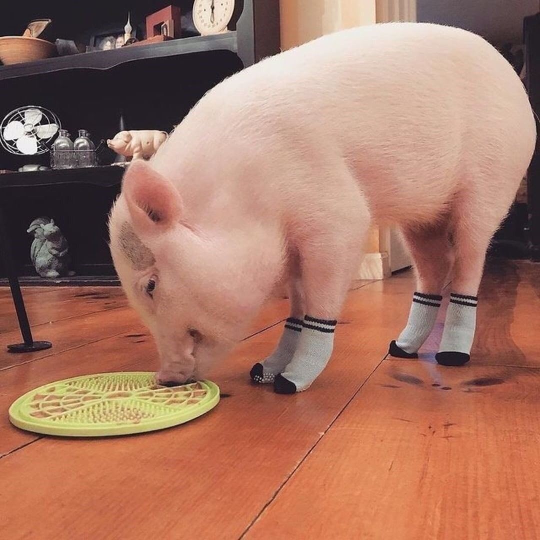 PigsPlanet's tweet photo. https://t.co/Eh5YD8vHs4