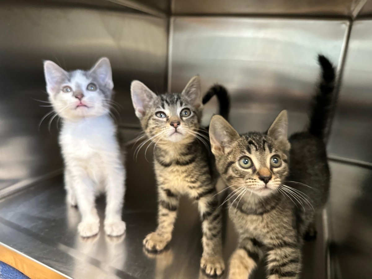 Providence_AC's tweet photo. Anyone need a little pick-me-up? ☔️ We've got just the thing: KITTENS! 😻 Five #ACCTtoPAC babies are making their adoption debut: Steven, Jack, Vanilla, Carrot Cake & Pound Cake. These sweet treats are looking for their fur-ever besties! Stop by & get to know these teensy cuties! https://t.co/lRqo2b1gxg