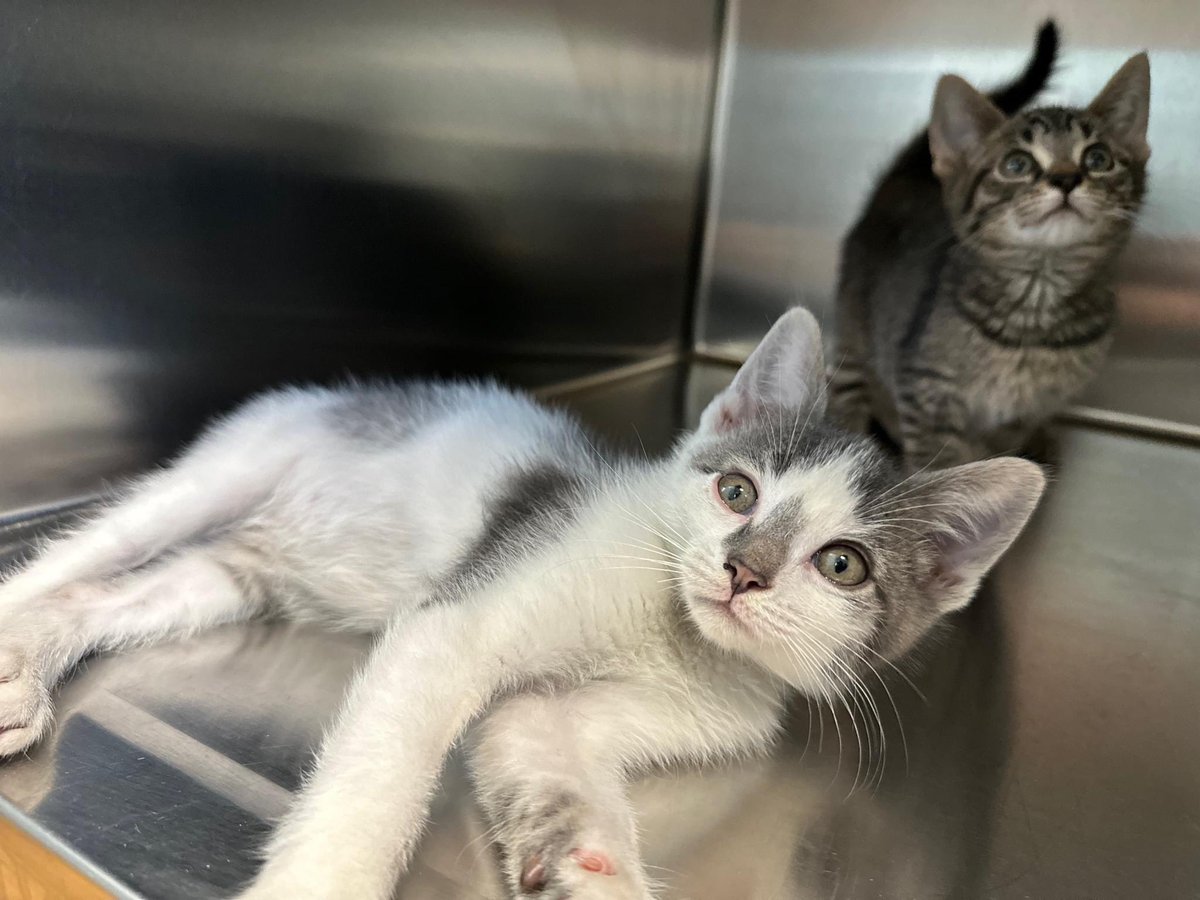 Providence_AC's tweet photo. Anyone need a little pick-me-up? ☔️ We've got just the thing: KITTENS! 😻 Five #ACCTtoPAC babies are making their adoption debut: Steven, Jack, Vanilla, Carrot Cake & Pound Cake. These sweet treats are looking for their fur-ever besties! Stop by & get to know these teensy cuties! https://t.co/lRqo2b1gxg