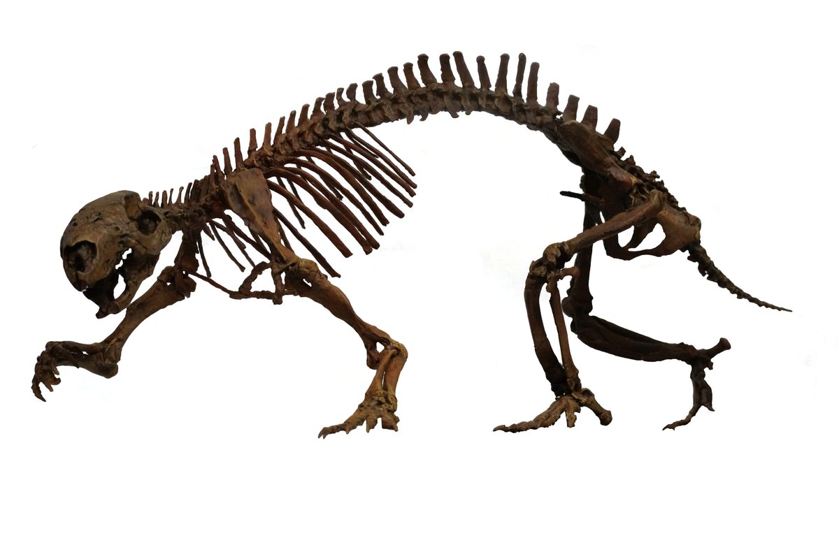 Triebold Paleontology Inc tweet media