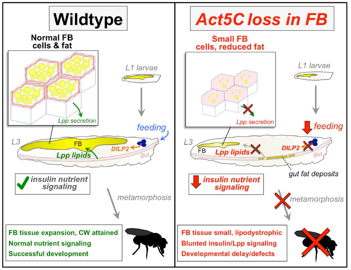 Updated preprint! Here, we dissect how Drosophila adipose tissue controls cell size in animal development. 

We also explore how the adipose cortical actin network influences crosstalk between lipoprotein secretion &amp; insulin signaling. 

doi.org/10.1101/2022.0…