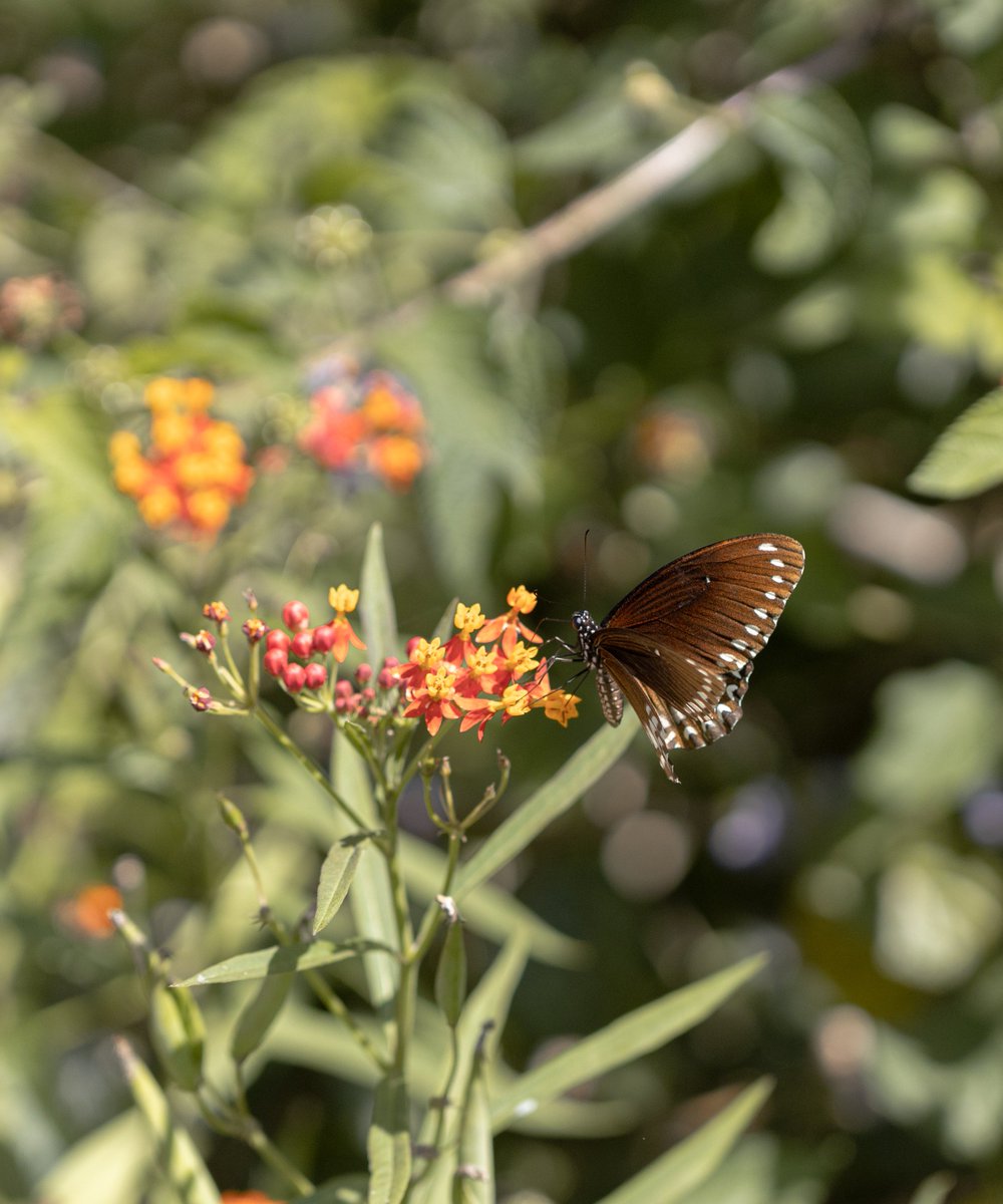 vinodsriramulu's tweet image. Malabar Raven for #flutterbyfriday

#IndiAves #ThePhotoHour #thephotomode #TwitterNatureCommunity #TwitterNaturePhotography #westernghats #thenilgiris