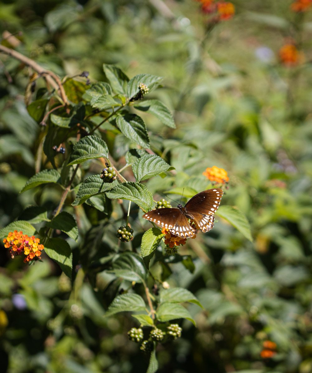 vinodsriramulu's tweet image. Malabar Raven for #flutterbyfriday

#IndiAves #ThePhotoHour #thephotomode #TwitterNatureCommunity #TwitterNaturePhotography #westernghats #thenilgiris