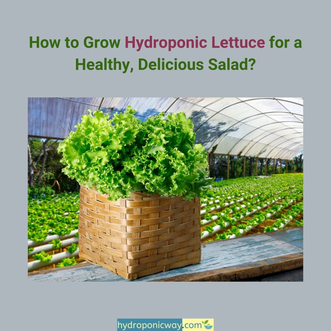 Learn more: hydroponicway.com/how-to-grow-hy…

#gardening #farming #agriculture #garden #hydroponics #indoorfarming  #gardening101 #agritech #verticalfarming #verticalgarden #indoorgarden #sustainable #hydroponicfarming #agriculture #diy #indoorfarming #hydroponicgarden #hydroponicsystem