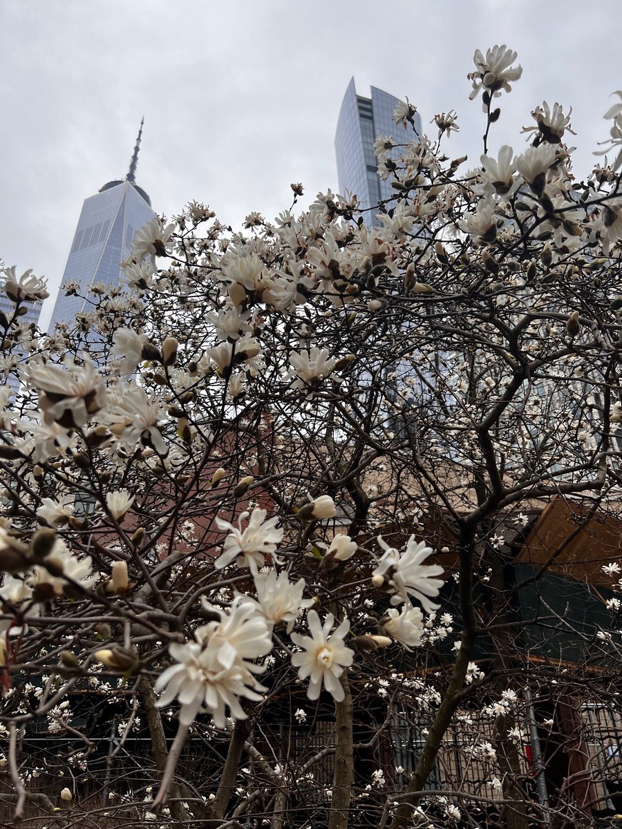 #spring in #newyork #nyc #flowers #dogwood #cherryblossom #cherryblossoms #freedomtower #freedomtowernyc #nycphotographer #nycphotography #photo by #Elizabeth Crowens #lowermanhattan #Manhattan
