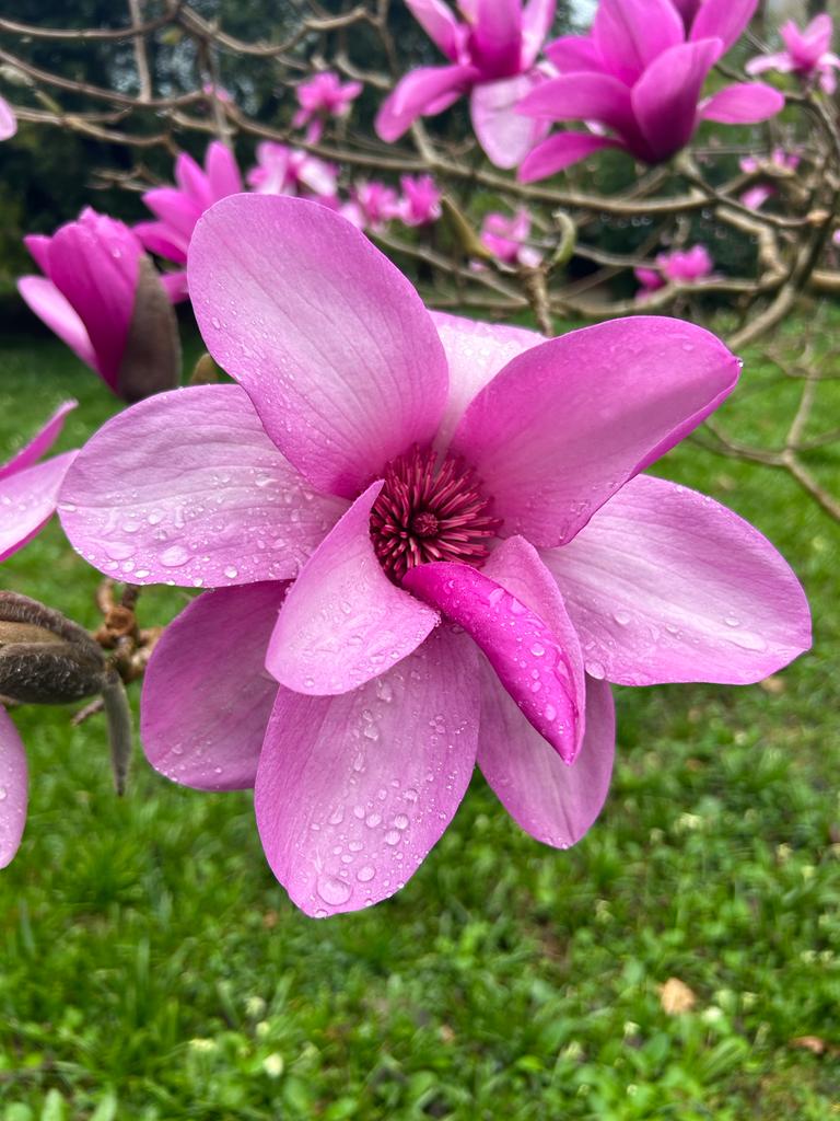 Cornwall is full of wonderful blooms at this time of year - #spring #Cornwall we are spoilt for choice - come and see our fabulous garden by the sea- we have April 2023 Availability, #Cornish