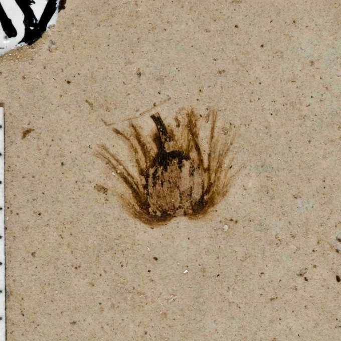 FossilBonanza's tweet photo. A flower developing into a fruit from Florissant Fossil Beds National Monument
#FlowerWeek #FossilFriday #Paleontology https://t.co/c1sVXSHiwn