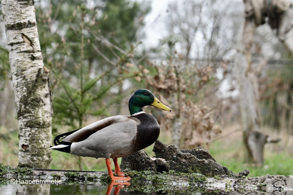 Zit je met ⁦<a href="/SMGfoto/">Simone Gerard</a>⁩ in een fotohut voor speciale vogeltjes….. 🙈🙈