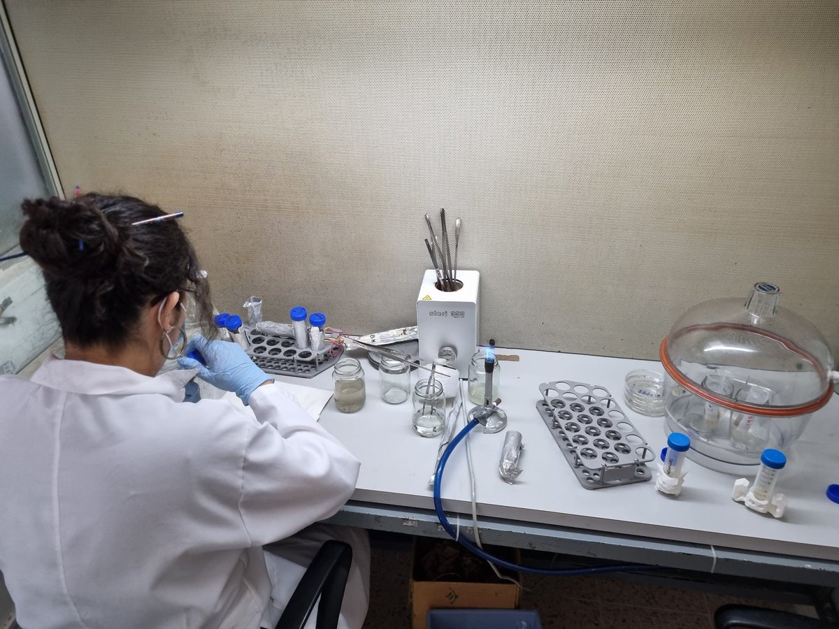 edusancheztimm's tweet photo. Transformación genética de banano 🍌 y arroz 🍚, en el marco del proyecto de investigación financiado por @espol  de establecimiento de la plataforma de edición de genes para ambos cultivos en @cibe_espol #GeneEditing #Banana #RIce #ESPOL https://t.co/wzfcnykW8A