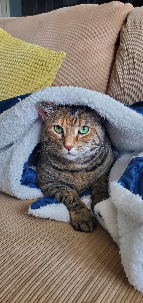 that_one_soup's tweet photo. @CrankGameplays Gatitos https://t.co/AMnD6I7hGP
