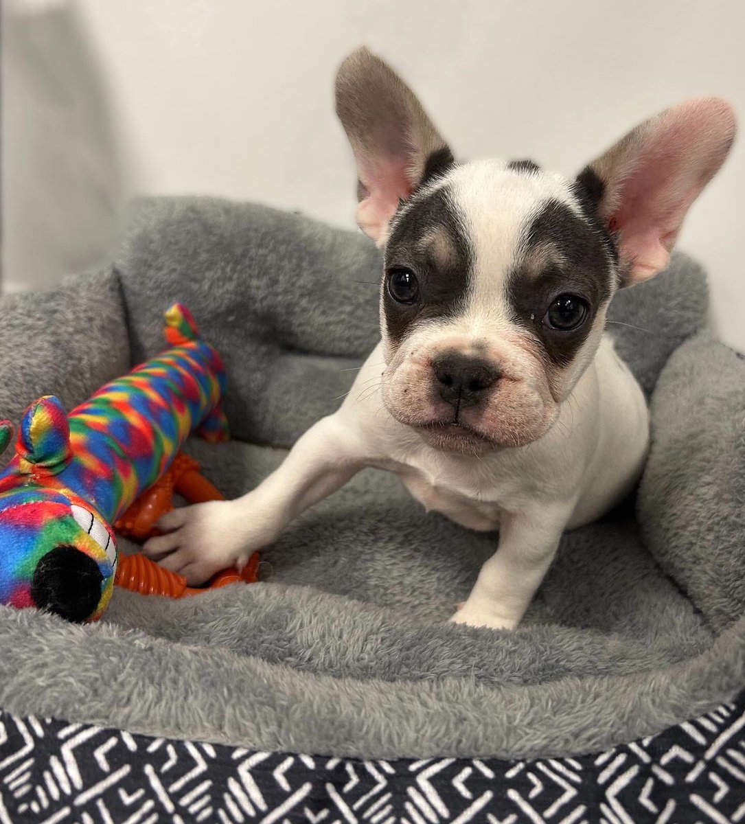 Welcome to the Tampa Printer Family Bolt!! 🐾⚡️