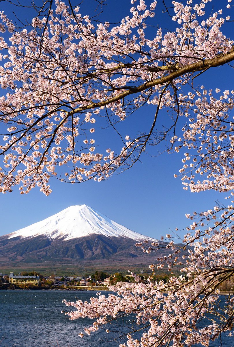 河口湖からの桜と富士山です。素晴らしい光景でした🌸 過去の作品