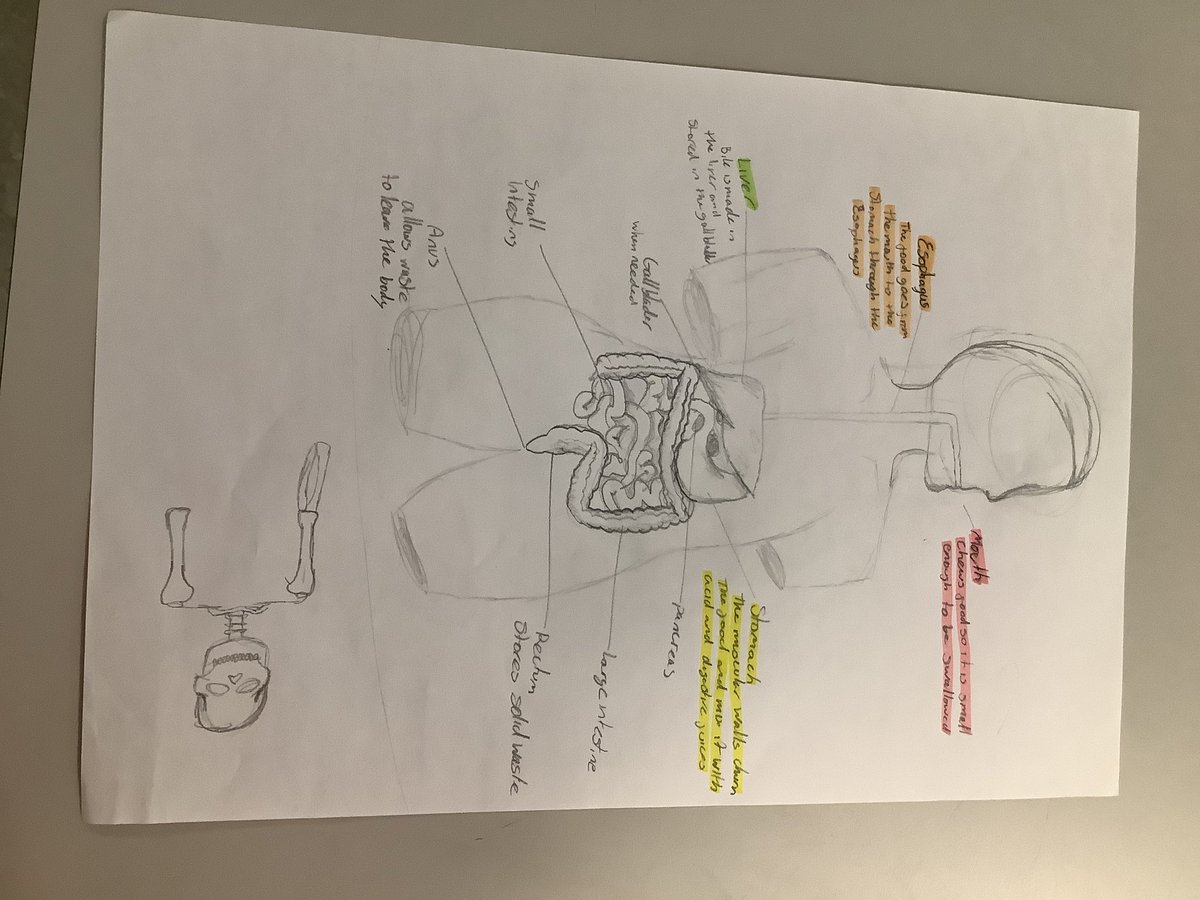 drstein_bio's tweet photo. Well done 2/3 on your fabulous work on revision resources! #skills #braesanatomy #revisiontechniques https://t.co/2WjZsQDVvg