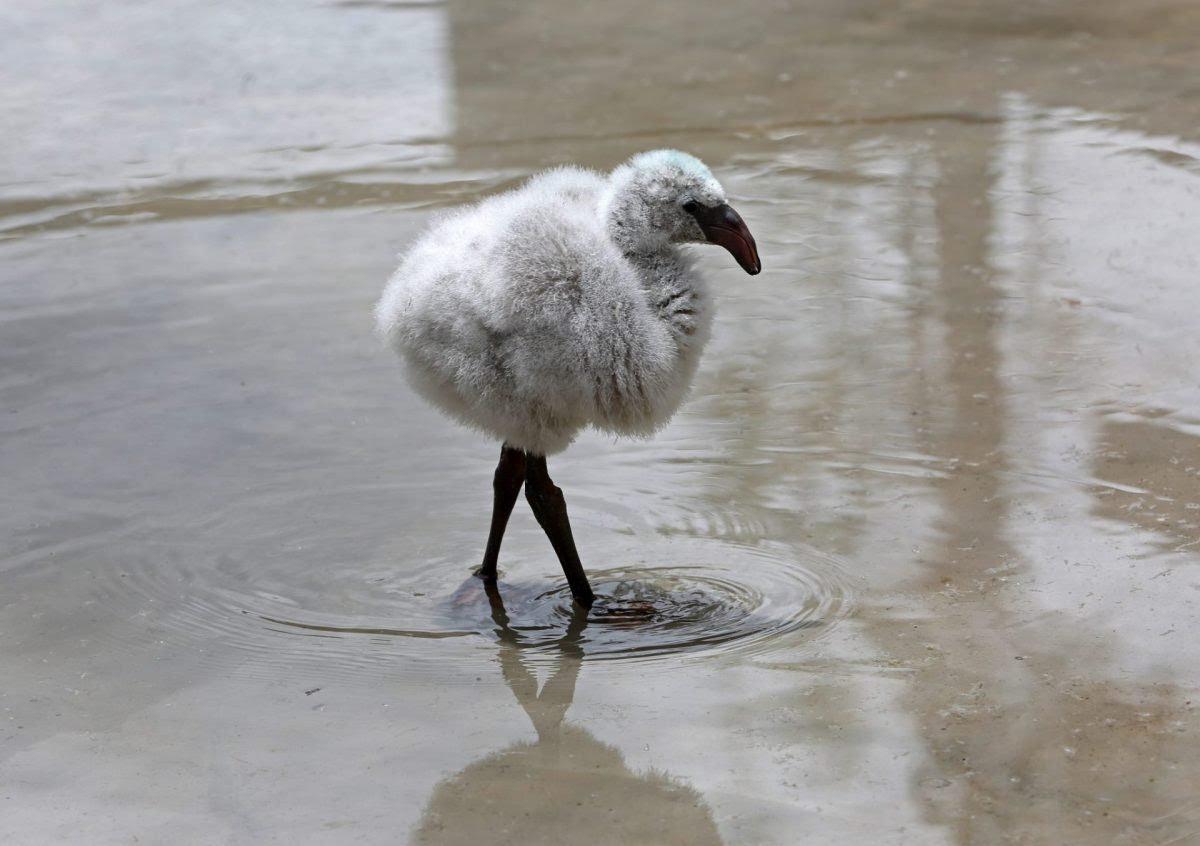 👉🏽En las cercanías del Parque Nacional Nevado Tres Cruces, en la Región de Atacama, se confirmó el nacimiento de más de 800 polluelos de flamencos andinos y chilenos, gracias a la observación de  guardaparques de <a href="/conaf_minagri/">CONAF - Corporación Nacional Forestal</a> 🦩

Más información aquí 👉🏽 ow.ly/ZpFH50Nrl0l