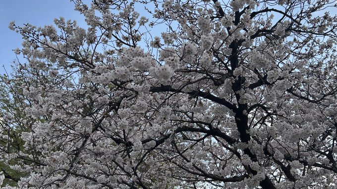 今更初めて、君の膵臓をたべたいを見たけど、過去一映画で泣いた桜が綺麗な季節になったなぁ 
