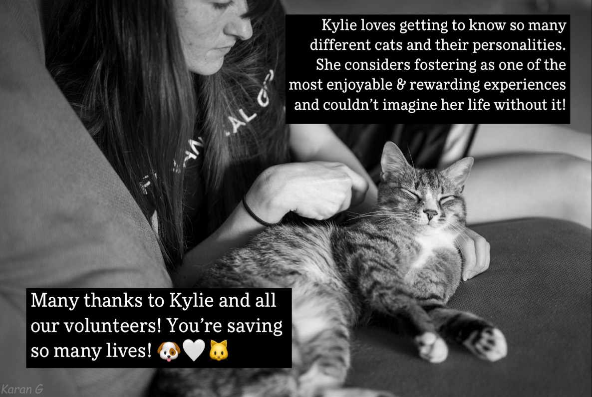 lostdogrescue's tweet photo. 💛💙🙌 Volunteer Spotlight 🙌💙💛
Read Kylie's story! (in the photos)
Become a #volunteer 🐶🐱
https://t.co/PdbrwPAYpM
#feelgoodfriday #volunteerspotlight #donate #giveback #community #nonprofit #makeadifference #availableforadoption #adoptdontshop #dmvcats #dmvdogs #thankyou https://t.co/CEWVFzXpuR