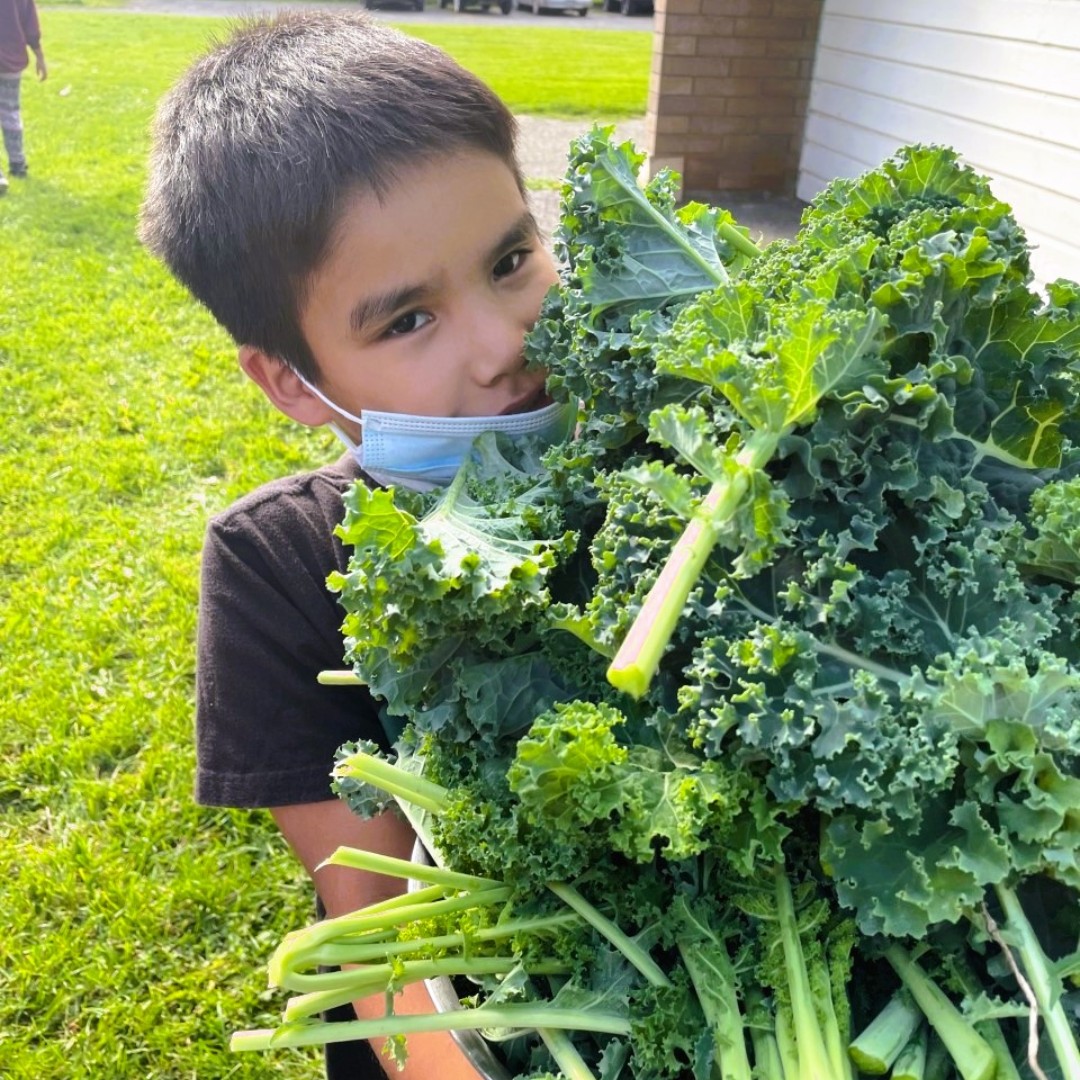 Did you know? Kale can be grown in spring, autumn and winter. Winter kale has the best taste out of them all because the starch in the plant is converted into sugar in winter. Stay tuned for more agriculture-related facts.
