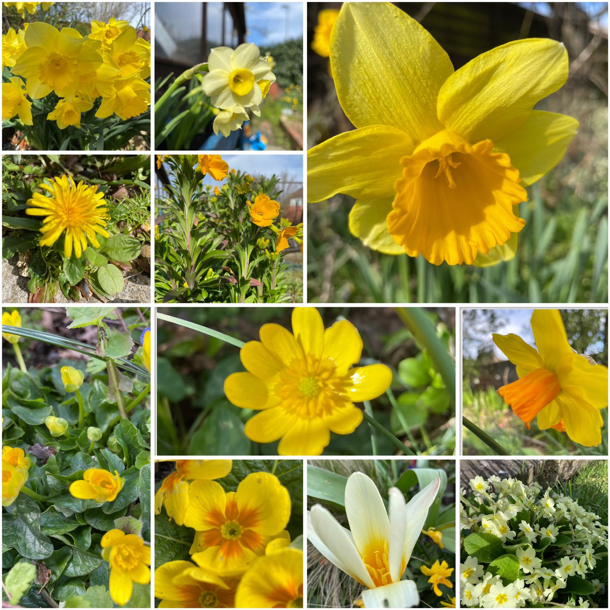 #GardeningTwitter #springflowers #NaturePhotograhpy #Flowers so much yellow in the garden today. So lovely to see. 🌼
