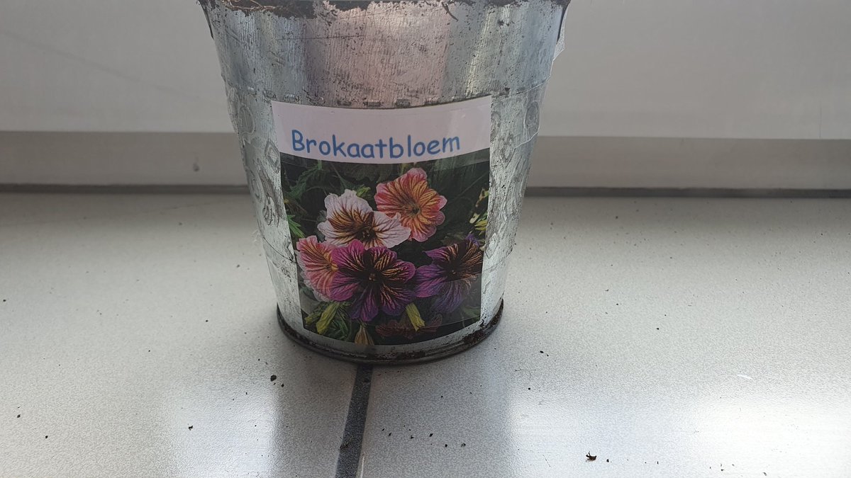 StefJN050's tweet photo. Sla en Kamille zaadjes buiten geplant en binnen bloemzaadjes (zie foto's), in april en mei volgen de paprika's, watermeloen en nog meer bloemen. #balkontuin https://t.co/29C9BIhIXN