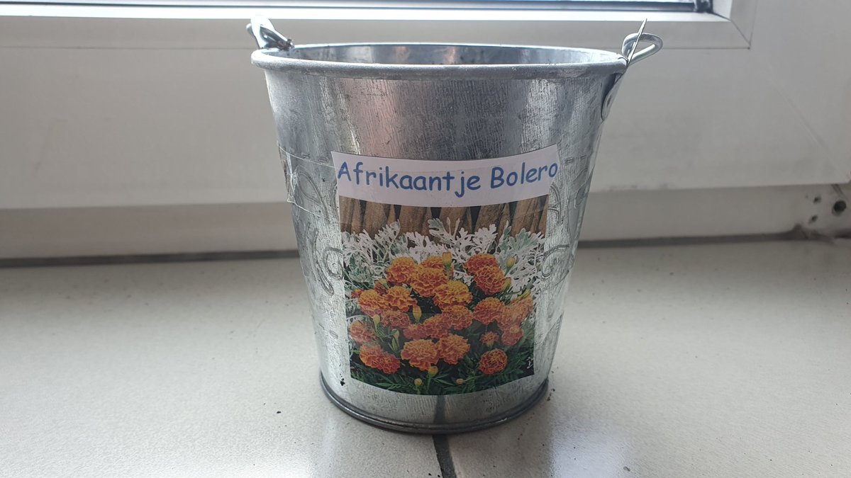 StefJN050's tweet photo. Sla en Kamille zaadjes buiten geplant en binnen bloemzaadjes (zie foto's), in april en mei volgen de paprika's, watermeloen en nog meer bloemen. #balkontuin https://t.co/29C9BIhIXN