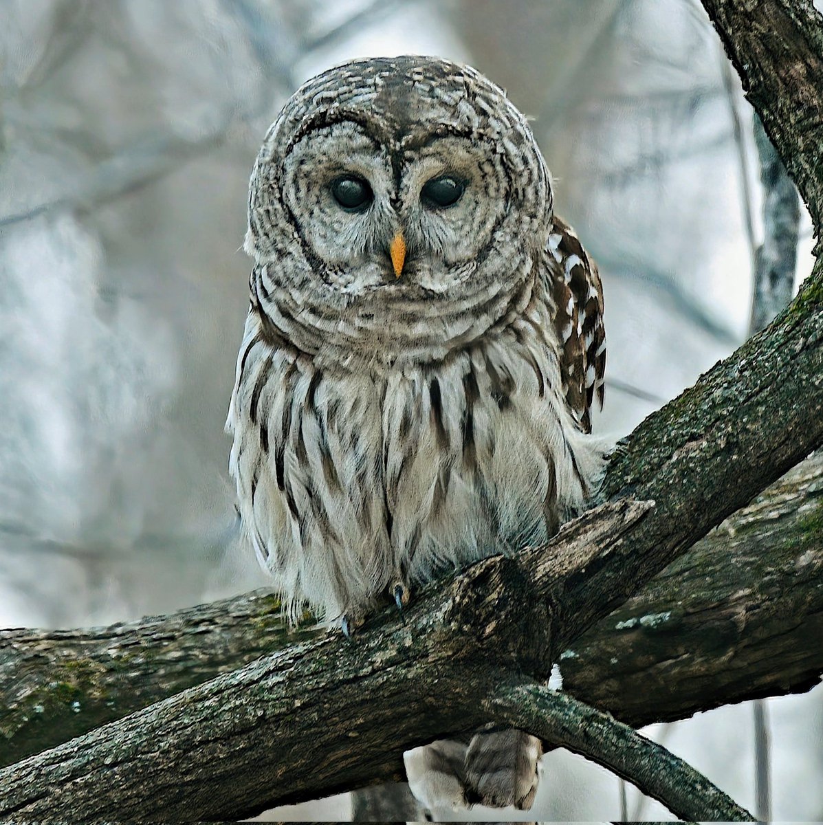 Manhattan Bird Alert tweet media